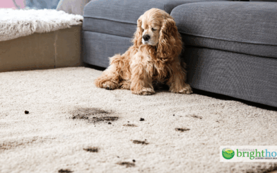 Why More Brentwood Families Choose Recurring Cleaning Plans